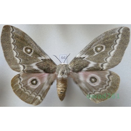 Gonimbrasia tyrrhea (Cramer, 1775) female ex. ovo South Africa 101mm6d